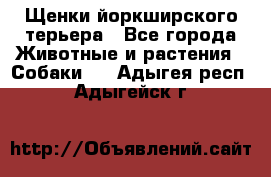 Щенки йоркширского терьера - Все города Животные и растения » Собаки   . Адыгея респ.,Адыгейск г.